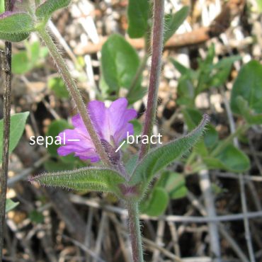 back side of bright purple wishbone bush flower with lines drawn to sepal and bract (flower base)