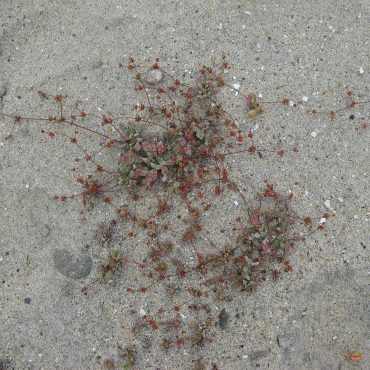 Sand covered in small red flowers and tangled stick-like stems
