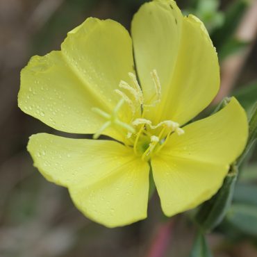 close up of yellow flower with 4 petals