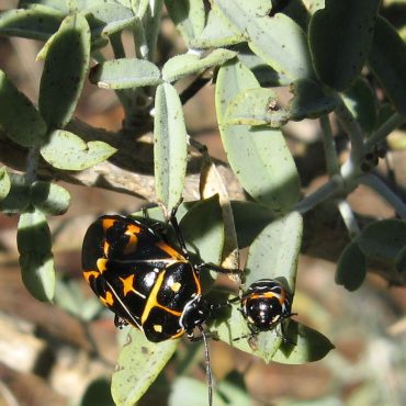Close-up adult Harlequin bug with nymph on leaves of Bladderpod plant