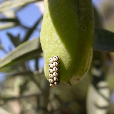 Harlequin bug eggs on bladderpod
