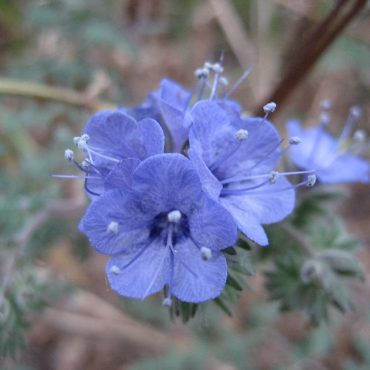 deep blue-purple flower close up