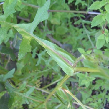 the spikey leaves of the Fiesta Flower resemble arugula