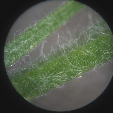 microscopic view of hairy green stem