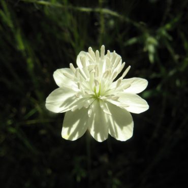 fully bloom white flower
