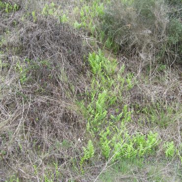 green plant growing in the brush