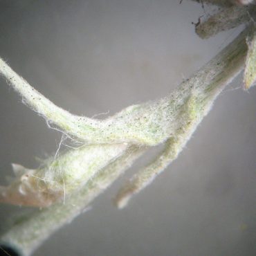 microscope photo of fuzzy light green decurrent leaf bases