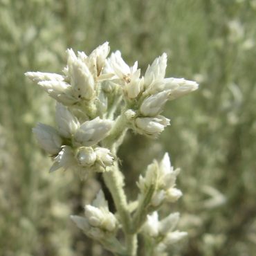 white, cone-shaped unopened flower heads