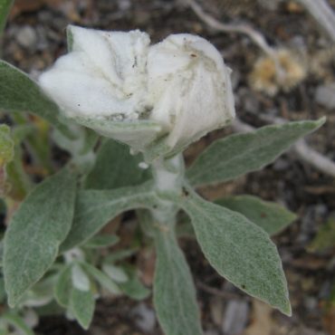 white "nest" of the American Lady caterpillar on the leaves of the California Everlasting