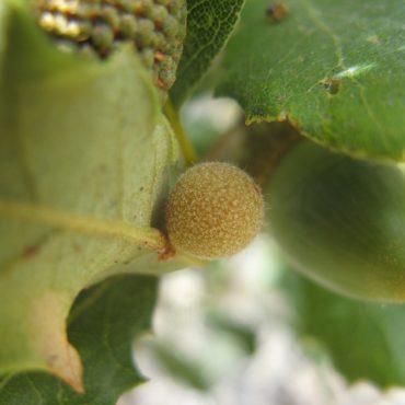 round yellow-green midrib gall growing on leaf