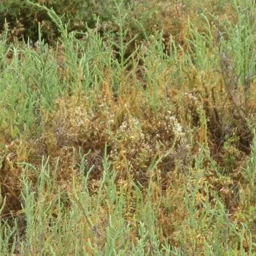 A mix of dry brush and green pickleweed