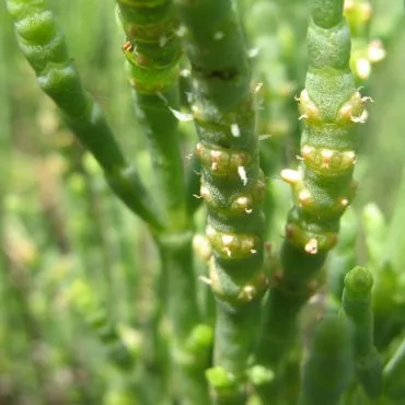 close up of young green pickleweed with small white nodes