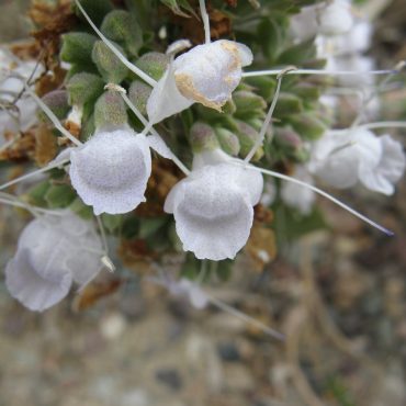 small white flower on seed pods on branch