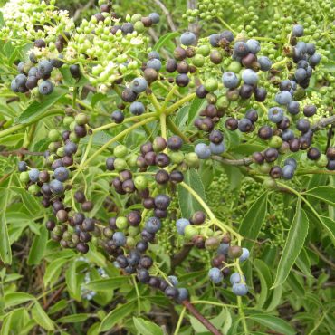 round blue berries on a branch