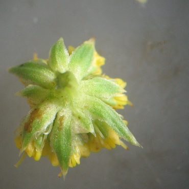 green underside of an umbellet with leafy bracts