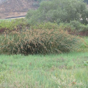 patch of California Bulrush growing in field