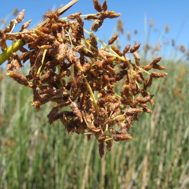 cluster of brown seed pods of the California Bulrush plant