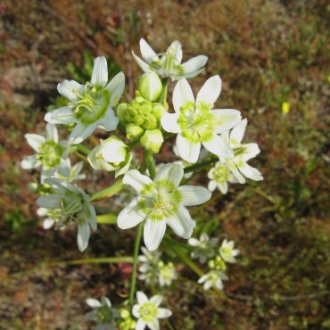 White flowers opened with green center