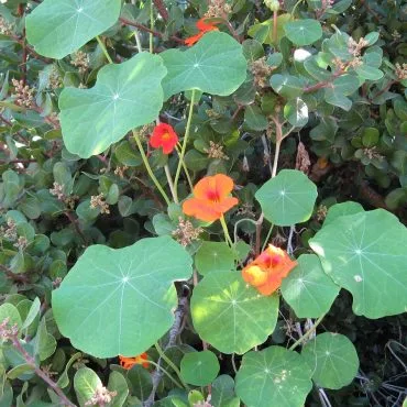orange and red nasturtium flowers and flat round green leaves