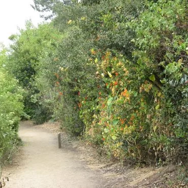 nasturtium climbing trees on the trail side