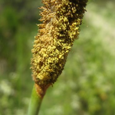 close up of fuzzy tube on stem