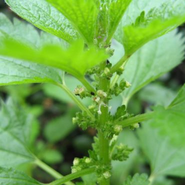 close up of stem with small white flowers between leaves