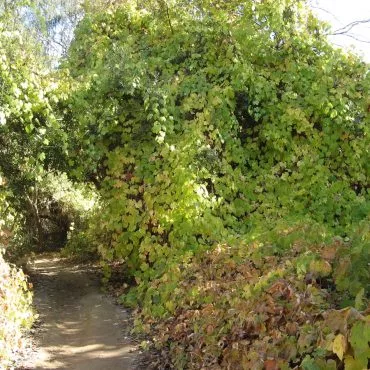 tree hanging over a trail with long vine-like branches with large leaves