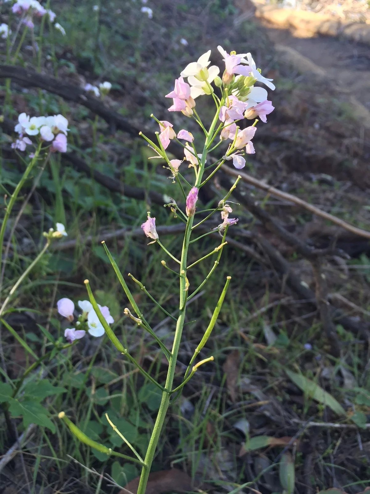 branch with bean pods sticking off and white/light pink flowers on top