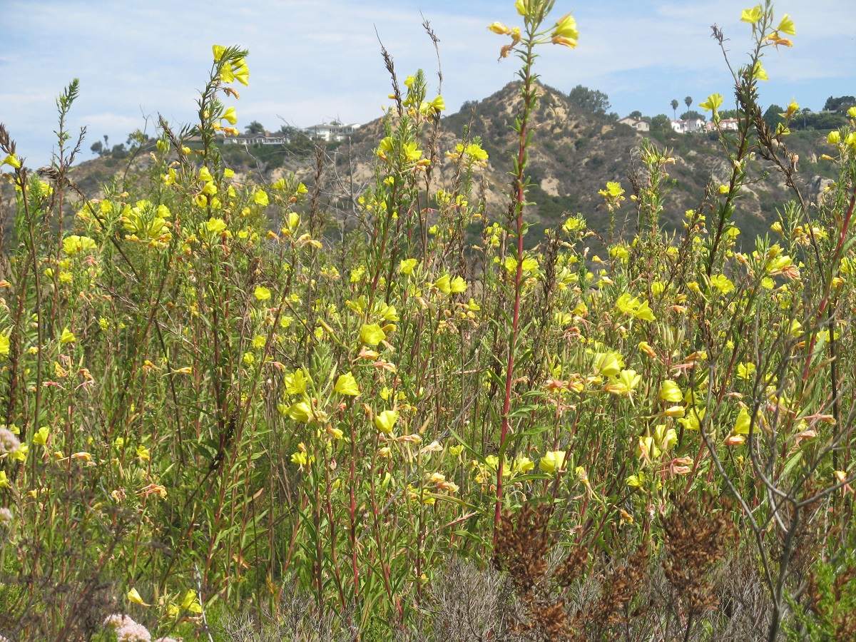 field filled with tall stems and yellow flowers
