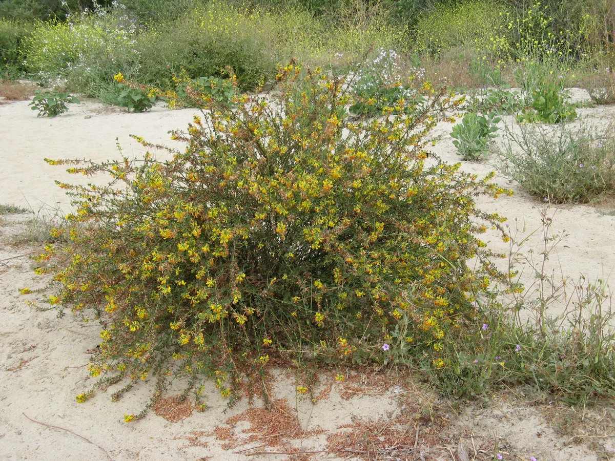 bush of orange and yellow tube-shaped flowers