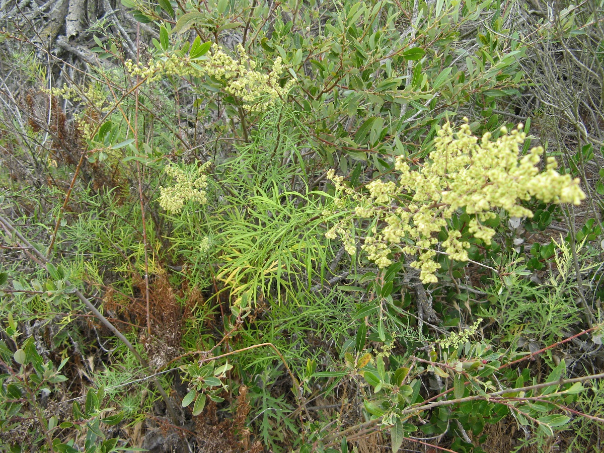 Long green leaves and a bundle of yellow flowerheads
