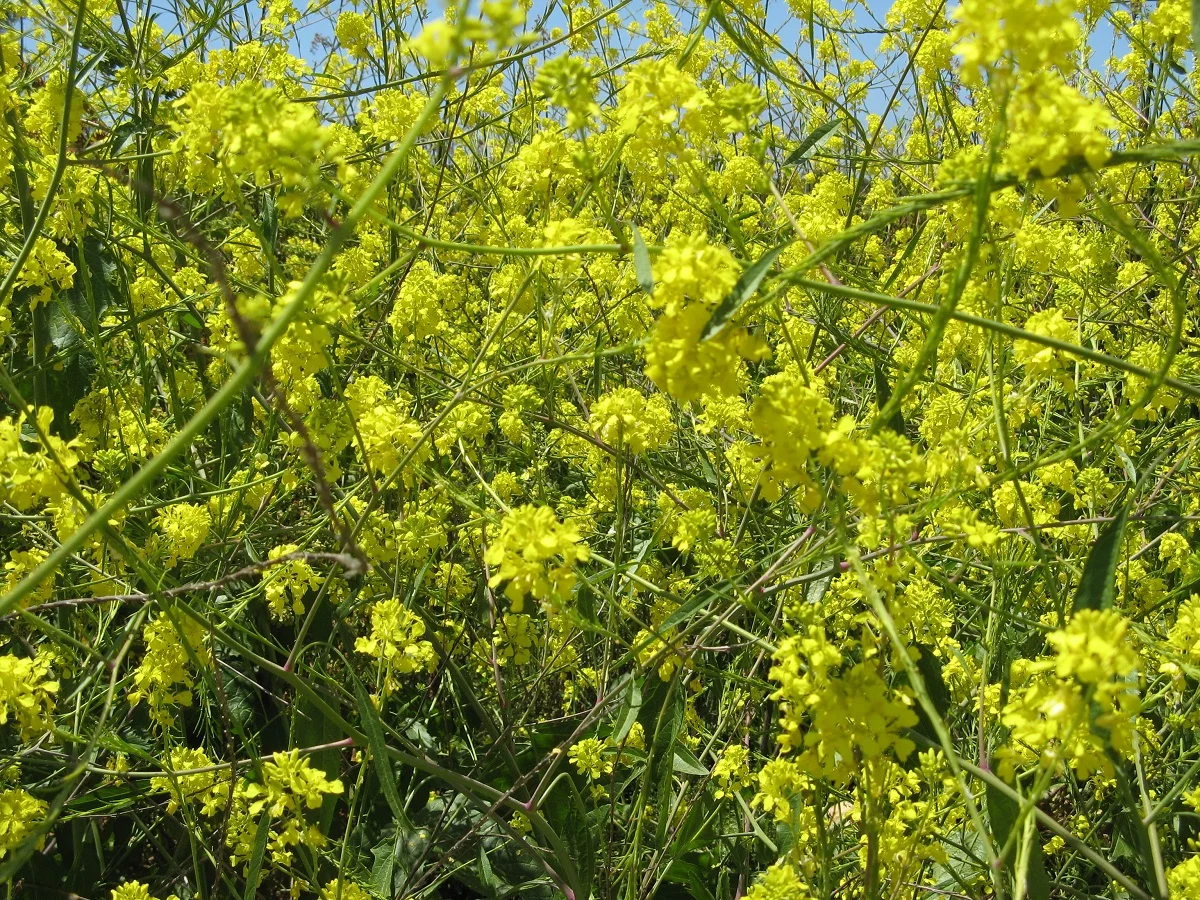 Cluster of yellow Black Mustard flowers off the Santa Inez trailhead