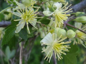 Ropevine Clematis | Nature Collective