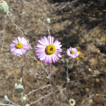 3 single light pink flowers with yellow pollen center