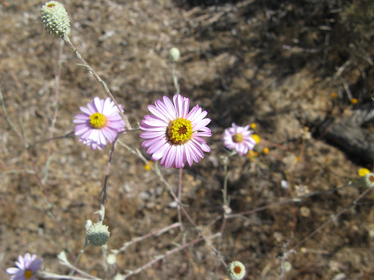 3 single light pink flowers with yellow pollen center