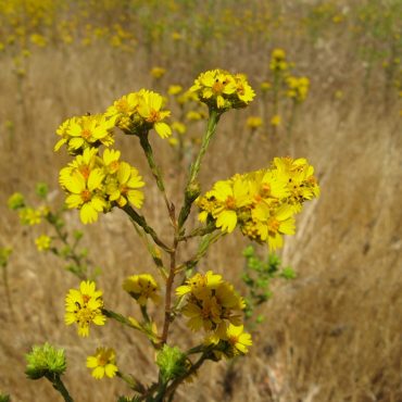 yellow flowers clumped together on a branch with multiple branches extending