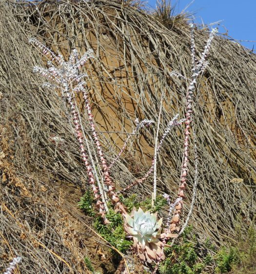 Chalk Dudleya Nature Collective 