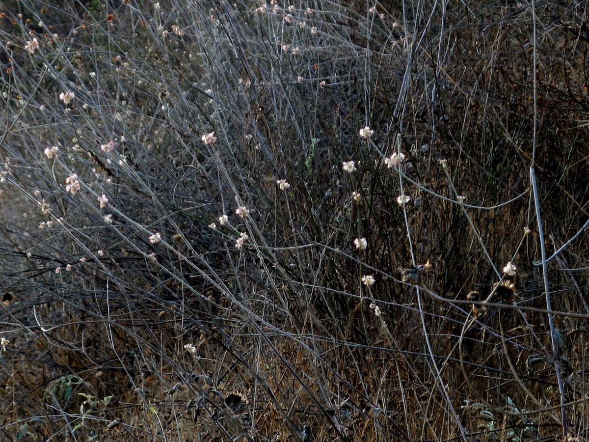field of thin sticks and stems with small white flowers on them