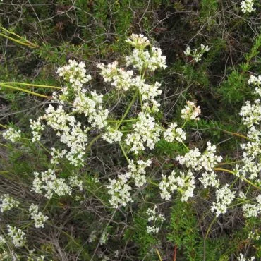 small white California Buckwheat blossoms