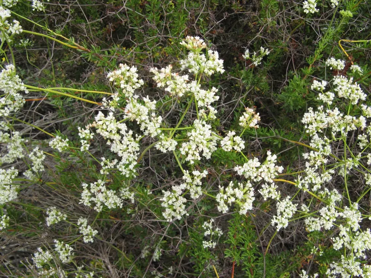 small white California Buckwheat blossoms