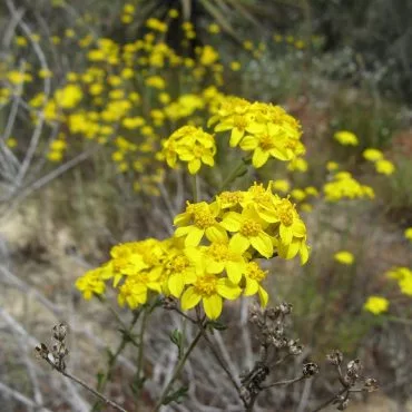 small yellow flowers with 5 petals