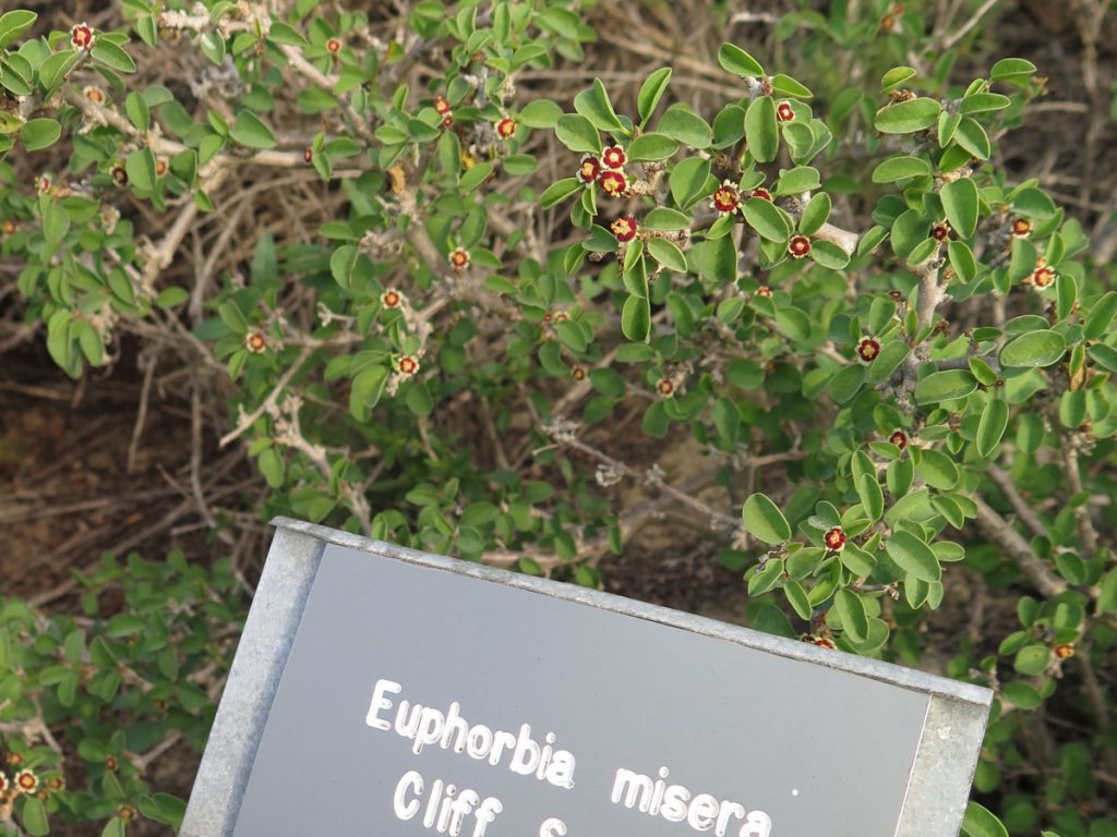 Euphorbia Misera Cliff Spurge Seeds - Exotic Rare Pre-Bonsai Cactus/Succulent - 5 Seeds