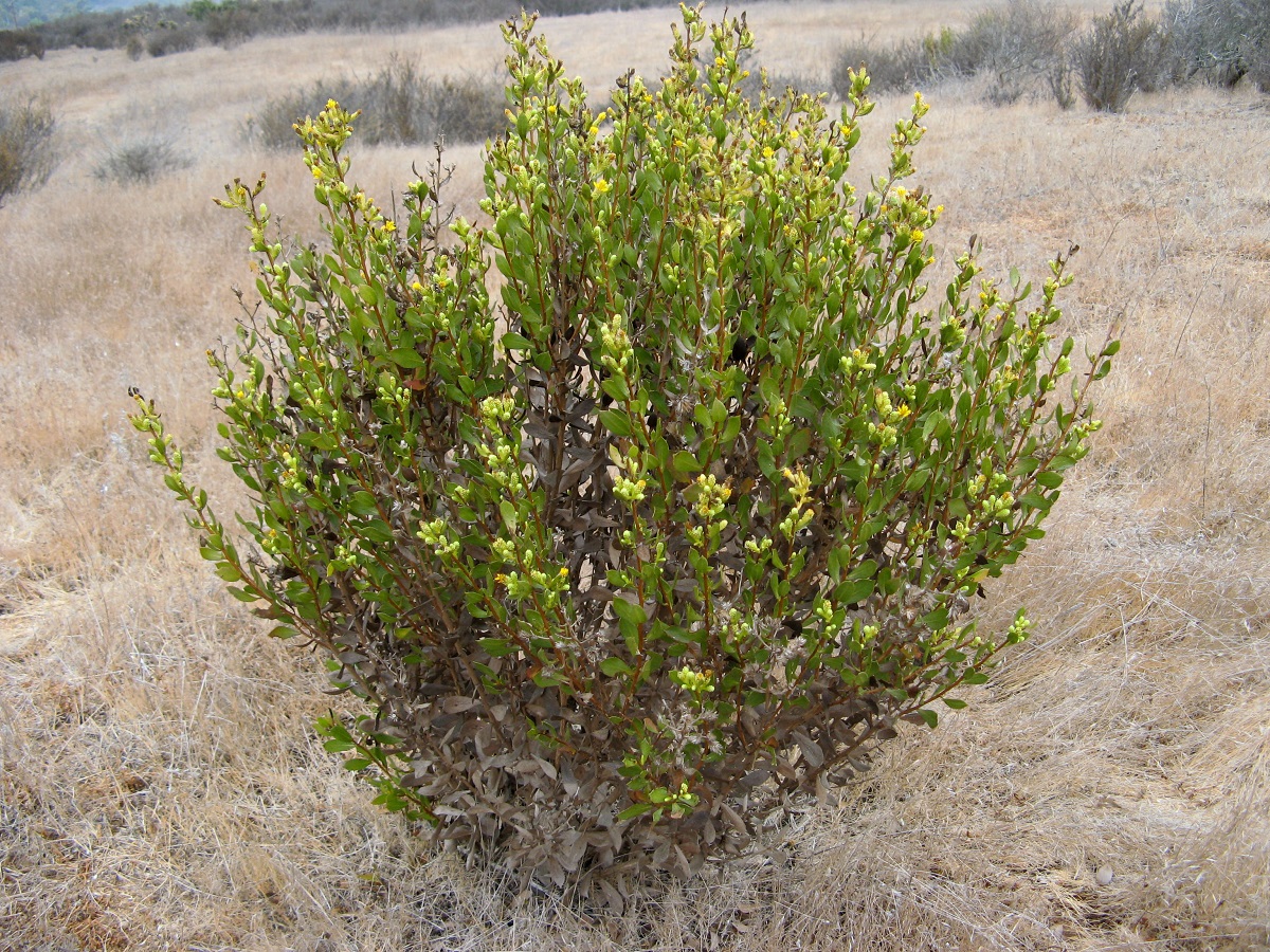 single Orcutt's Goldenbush with yellow blooms