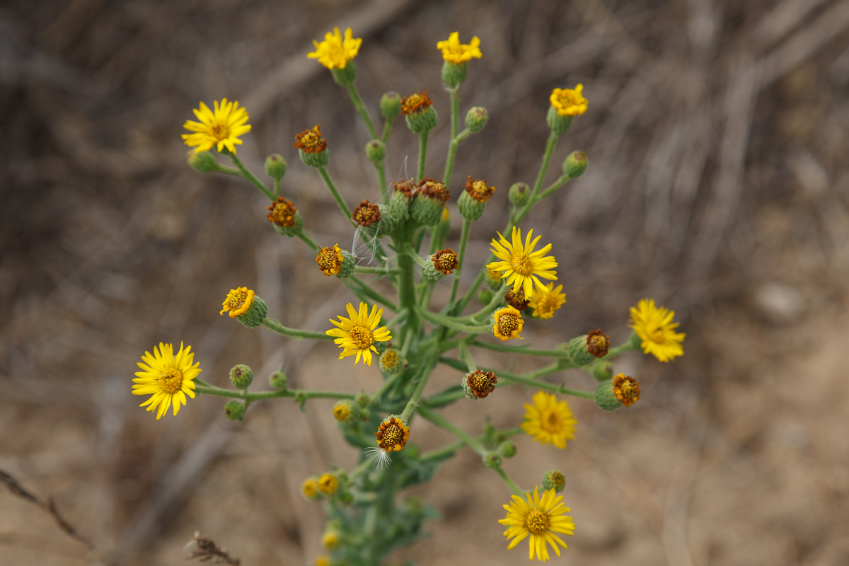 yellow flowers on plant