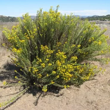 large bush with small yellow flowers