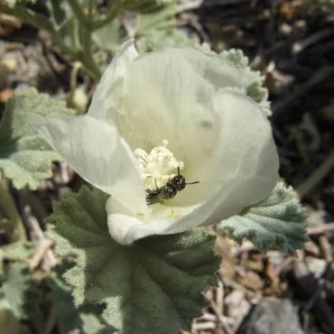 White Alkali Mallow flower