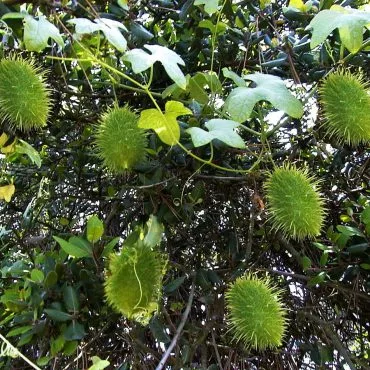 Green spikey ovals in tree