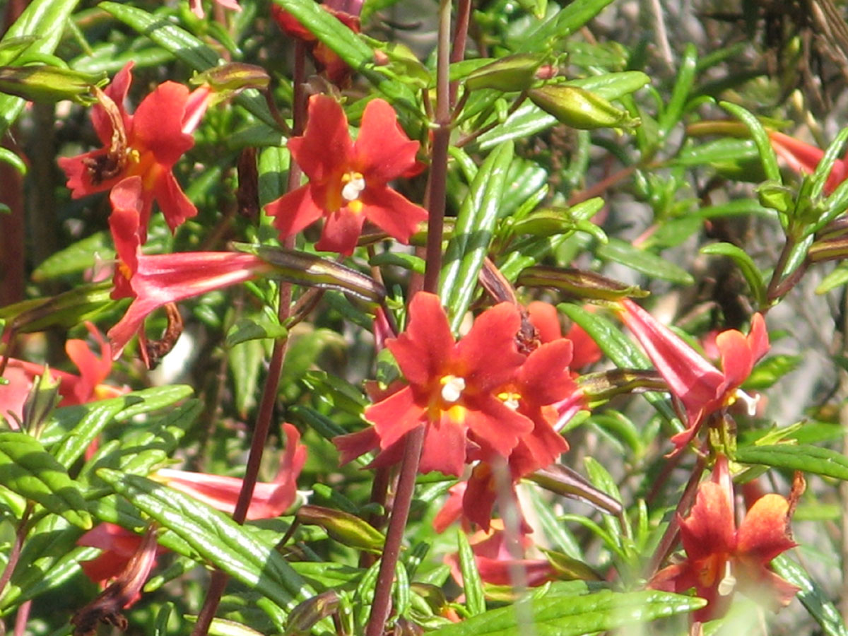 close up of reddish-orange bush monkey flowers