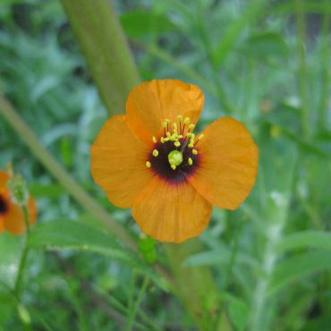 orange flower with 4 petals