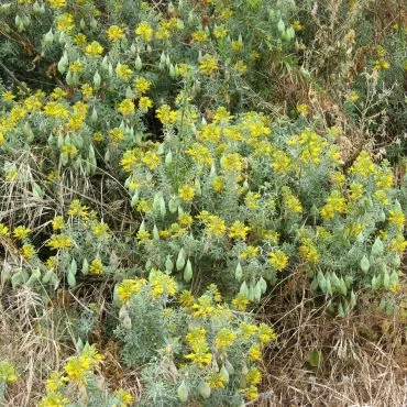 yellow flower bushel